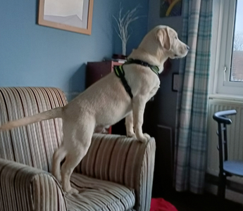 Yellow Labrador puppy standing on an armchair, looking out a window.