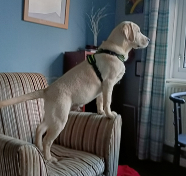 Yellow Labrador puppy standing on an armchair, looking out a window.