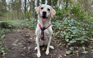Happy yellow Labrador retriever dog sitting on a forest trail.