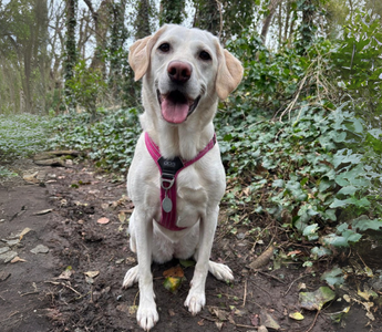 Happy yellow Labrador retriever dog sitting on a forest trail.