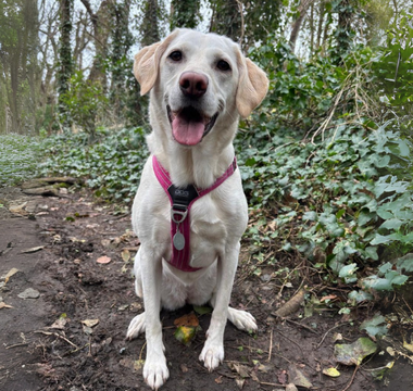 Happy yellow Labrador retriever dog sitting on a forest trail.
