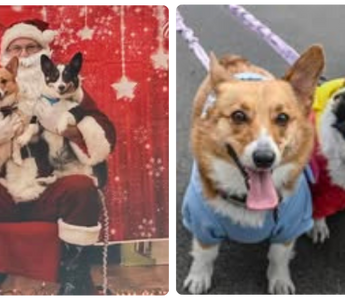 Sophia and Zara Are Two Corgis Who Found Their Forever Family