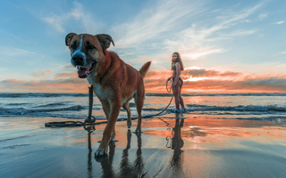 Happy dog and woman walking on beach at sunset