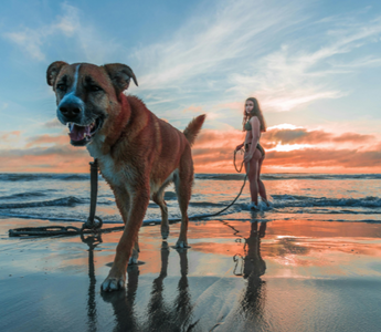 Happy dog and woman walking on beach at sunset
