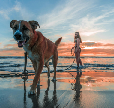 Happy dog and woman walking on beach at sunset