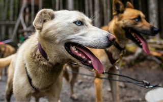What Is the Bargaining Stage of Grief? Understanding Grief After Losing a Pet