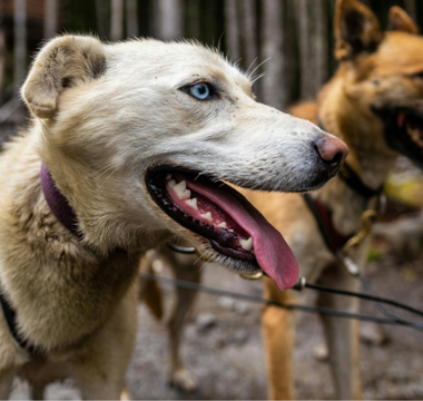 What Is the Bargaining Stage of Grief? Understanding Grief After Losing a Pet