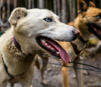 Two sled dogs, one white and one tan, harnessed and ready to run.
