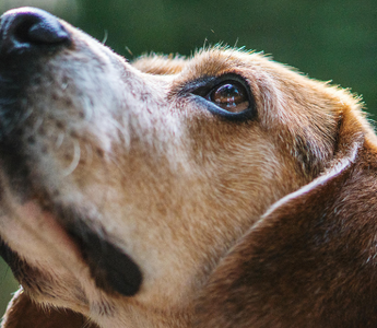 Close-up of a Beagle dog looking up, its fur is brown and white.