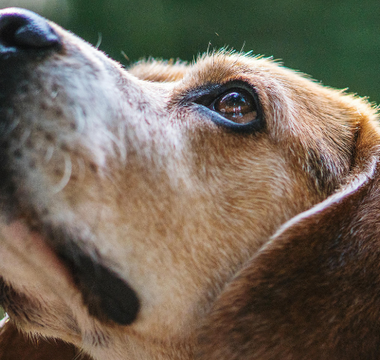 Close-up of a Beagle dog looking up, its fur is brown and white.