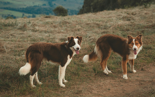 Two brown and white Border Collies stand in a field.