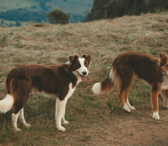 Two brown and white Border Collies stand in a field.