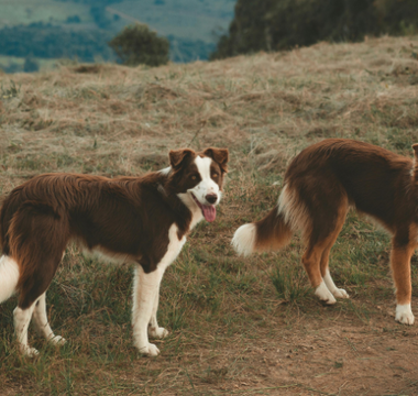 Two brown and white Border Collies stand in a field.
