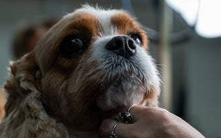 Close-up of a Cavalier King Charles Spaniel getting groomed.