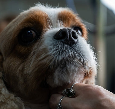 Close-up of a Cavalier King Charles Spaniel getting groomed.