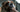 Close-up of a Cavalier King Charles Spaniel getting groomed.
