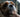Close-up of a Cavalier King Charles Spaniel getting groomed.