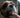 Close-up of a Cavalier King Charles Spaniel getting groomed.