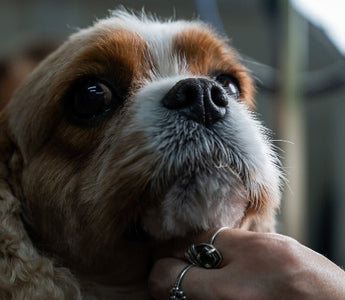 Close-up of a Cavalier King Charles Spaniel getting groomed.