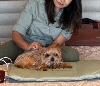 Yorkshire Terrier dog relaxes on NYP Oliver PEMF Therapy Mat