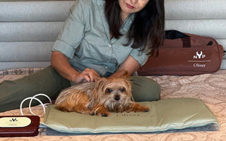 Yorkshire Terrier dog relaxes on NYP Oliver PEMF Therapy Mat