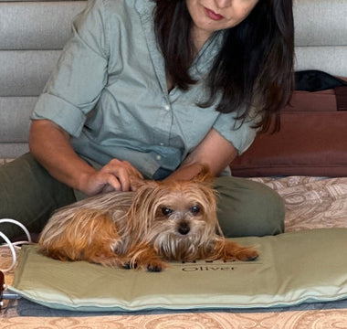 Yorkshire Terrier dog relaxes on NYP Oliver PEMF Therapy Mat