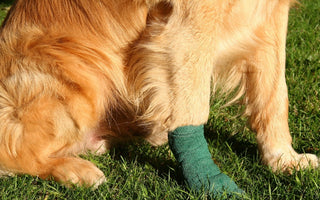 Golden Retriever dog with a bandaged leg resting in the grass.