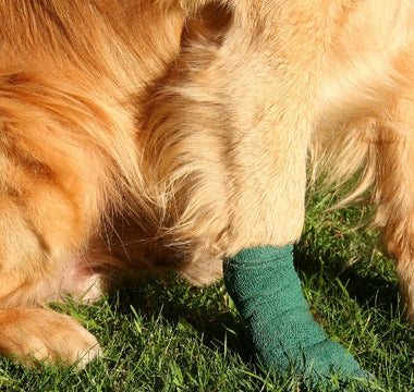 How Does PEMF Therapy Helps With Fractures in Your Pet?
