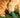Golden Retriever dog with a bandaged leg resting in the grass.