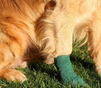Golden Retriever dog with a bandaged leg resting in the grass.
