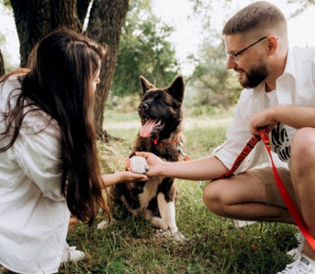 Couple petting their Akita Inu dog in a park