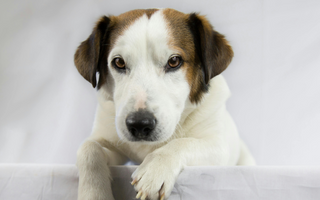 Adorable mixed breed dog with brown and white fur rests paws on a white surface.