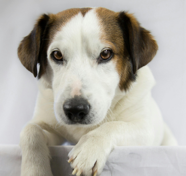Adorable mixed breed dog with brown and white fur rests paws on a white surface.