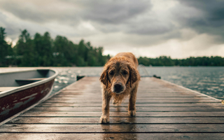 Finding Hope After Loss: A Compassionate Letter to Those Grieving a Beloved Pet