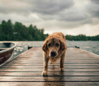 Finding Hope After Loss: A Compassionate Letter to Those Grieving a Beloved Pet