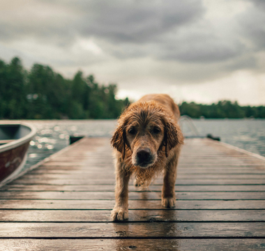 Wet golden retriever dog walking on a wooden dock towards the camera, lake and cloudy sky in the background.