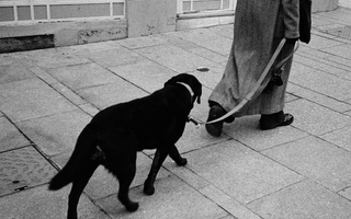 Black Labrador dog walking on a leash with its owner.