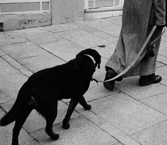 Black Labrador dog walking on a leash with its owner.