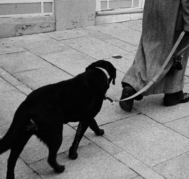 Black Labrador dog walking on a leash with its owner.