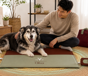 Is Your Senior Dog Slowing Down? 7 Signs They May Need PEMF Comfort Support