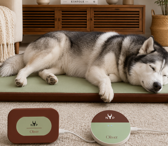 Senior Dog Slowing Down? How PEMF May Support Comfort And Relaxation
