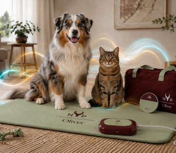 PEMF vs Laser Therapy for Pets: Which Is Right for Your Pet?
