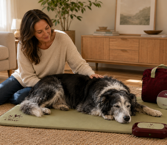 PEMF for Dogs With Low Energy Levels: A Guide for Pet Parents