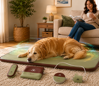 How Often Should Pets Use PEMF?