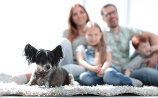 Do dogs ever forget their previous Pet Parents?
