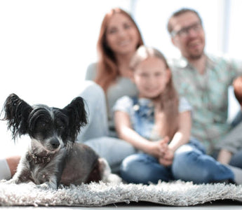 A Chinese Crested dog rests on a rug with a family blurred in the background.