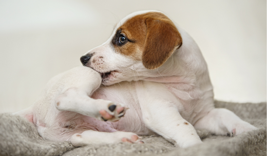 Everything You Need to Know About Dog Allergies: Symptoms, Causes, and Treatments