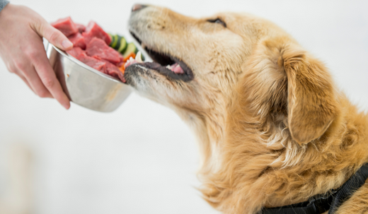 Guide to Improving Your Dog's Gut Health