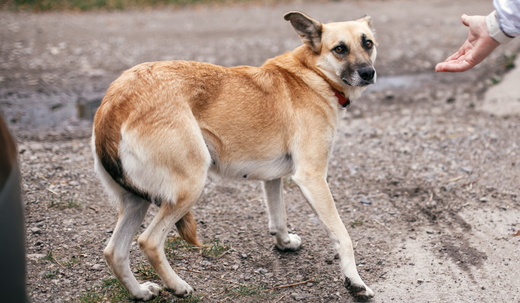 Why Do Dogs Tuck Their Tails Between Legs ?