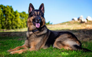 German Shepherd dog lying in grass, happy expression